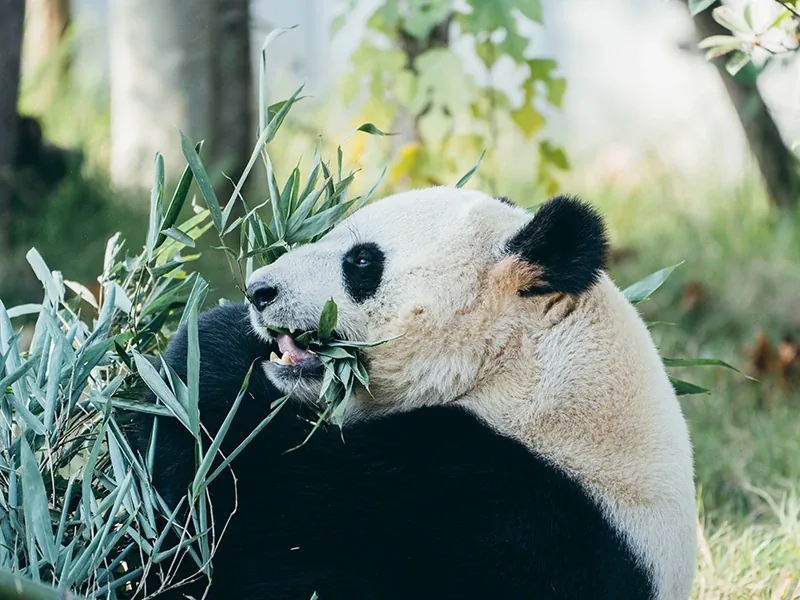 Chongqing + Chengdu 6-day nature and culture in-depth tour (Mountain City Scenery·Panda Culture)